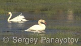 Video of Mute Swan - Mute Swan in the nest period in Shabla lake